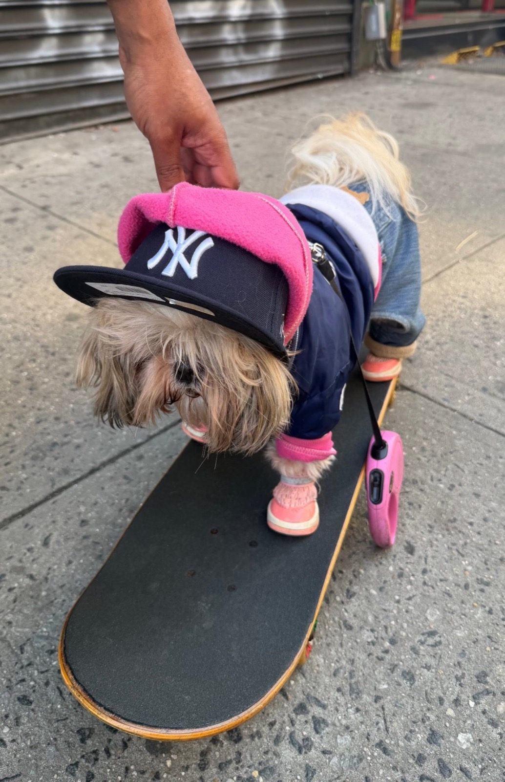 A dog in a Yankees cap on a skateboard